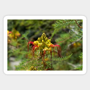 Yellow and red flower of the bird of paradise Sticker